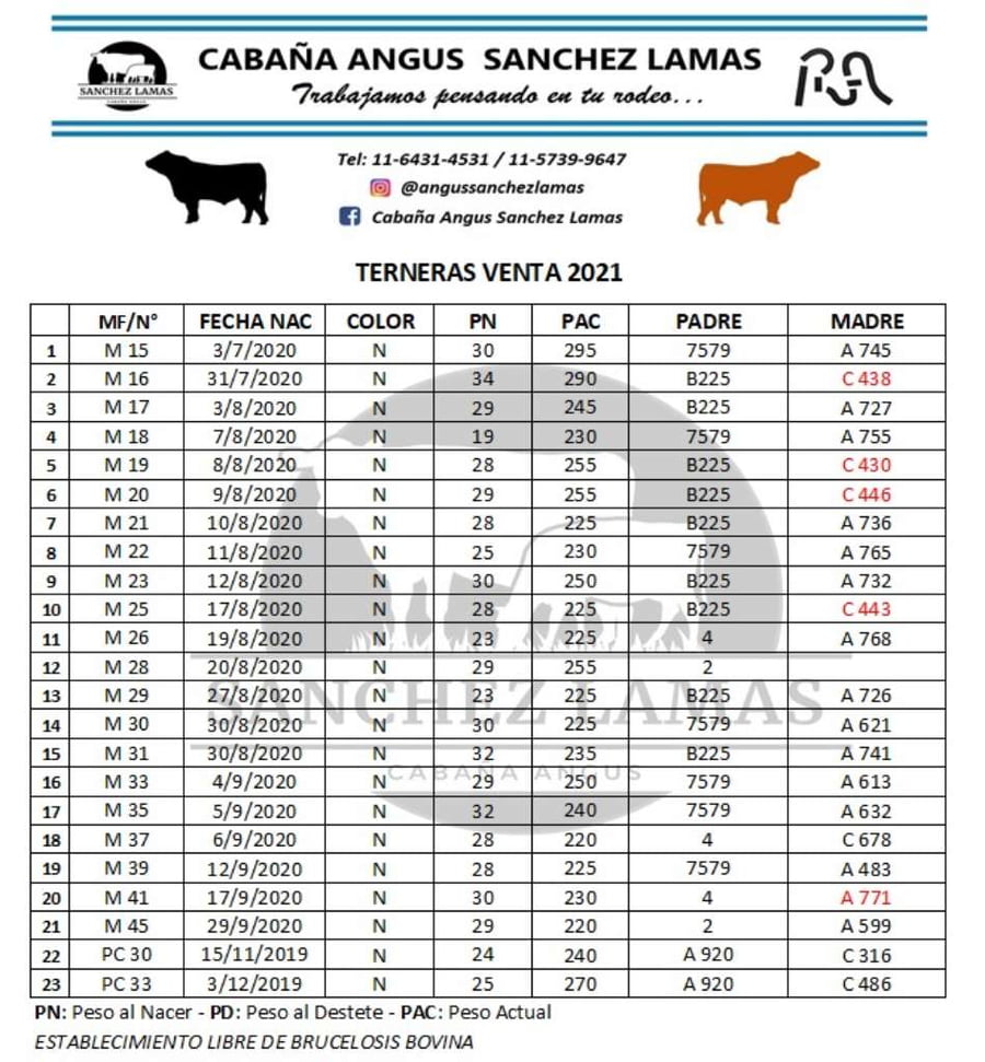 Lote 23 Terneras en Salazar, Buenos Aires