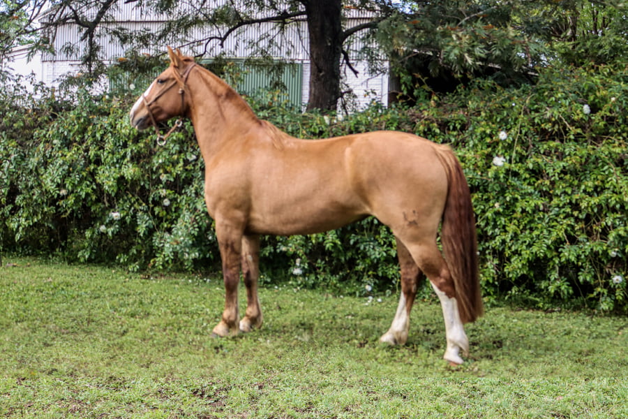 Lote RP  3109 - PORÁ GALLEGA