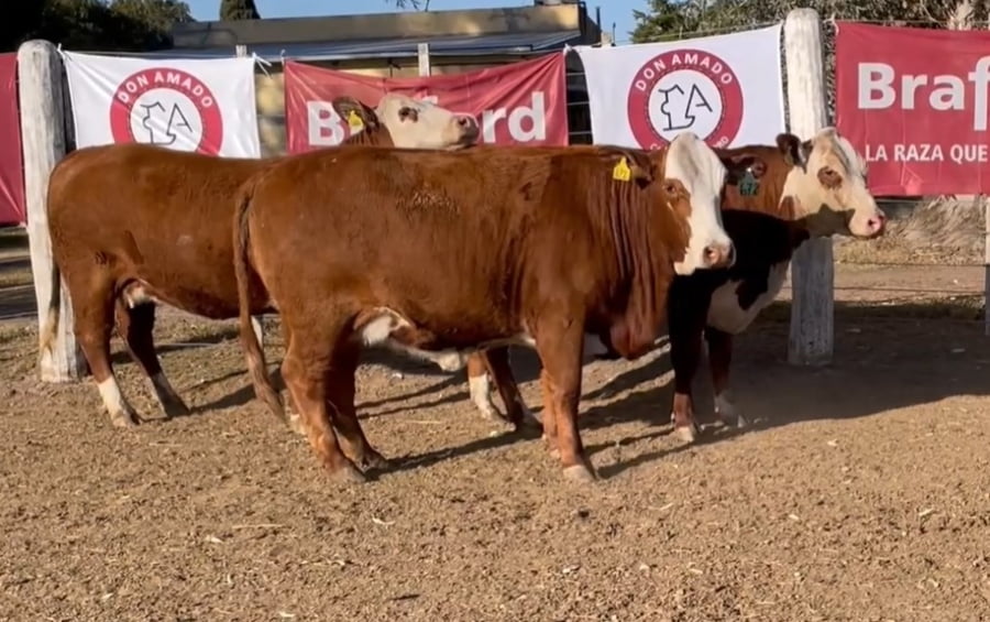 Lote CABAÑA DON AMADO