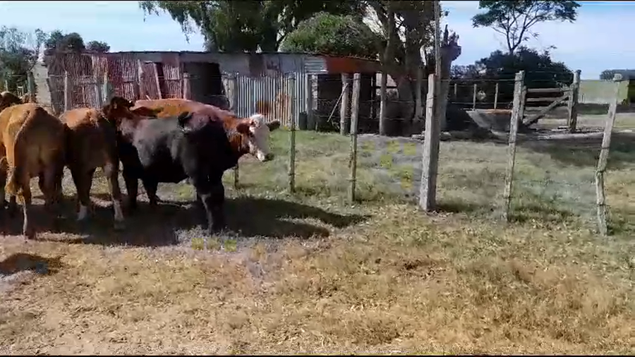 Lote 17 vaquillonas angus y hereford