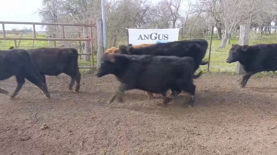Lote 60 Terneros/as