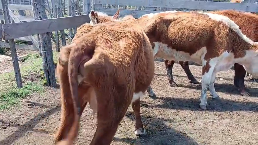 Lote 3 Vacas de Invernada a remate en Pantalla Camy 290kg - , San José