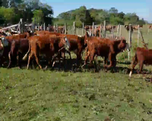 Lote 42 Terneros/as en Ituzaingó, Corrientes