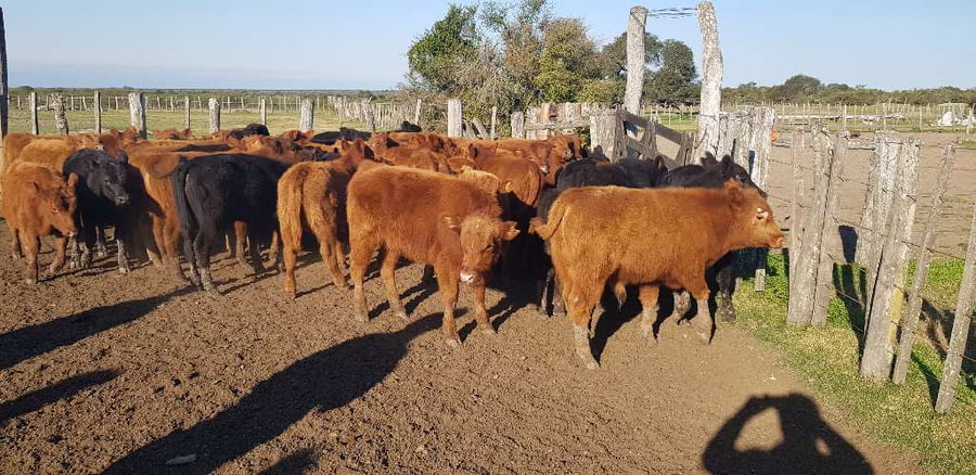 Lote 70 Terneros/as en Sauce, Corrientes