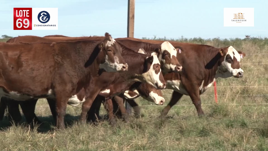 Lote Vacas Braford Generales-S´16/17/18 Parición Octubre/Noviembre 2022