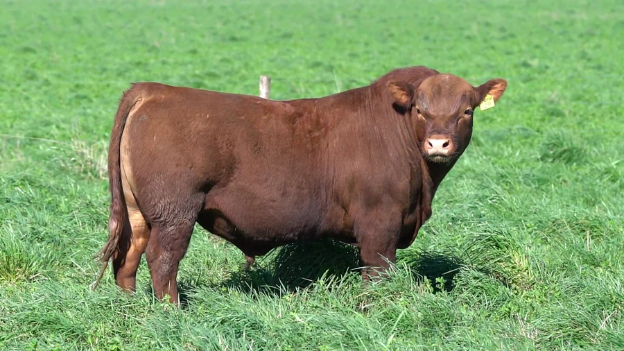 Lote TORO