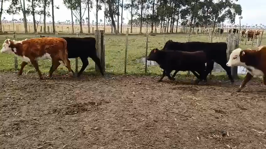 Lote 26 Terneras 4 AA,  3 RA,  11 HE X RA,  3 RA X SH,  5 AA X HE a remate en 5º Remate Pantalla Bachino 160kg -  en RINCÓN BRAVO, CAMINO VECINAL A 7KM DE SAN LUIS, 61KM DE LASCANO Y 38KM DE CHUY