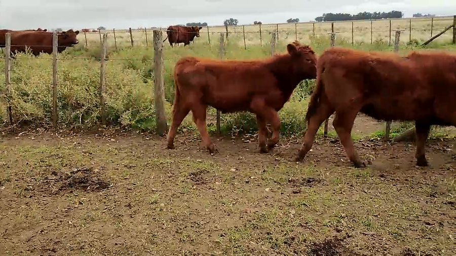 Lote 70 Terneros/as EN OLAVARRIA