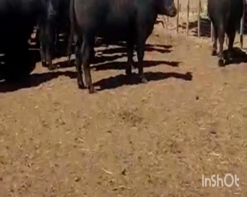 Lote (Vendido)35 Novillos a remate en Primer Remate Virtual, Córdoba