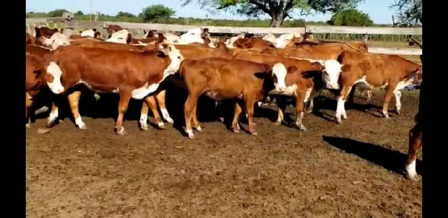 Lote 35 Terneros en Villaguay, Entre Ríos