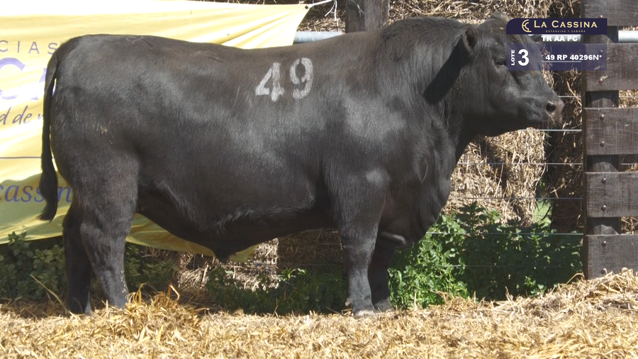Lote TOROS ANGUS PURO CONTROLADO
