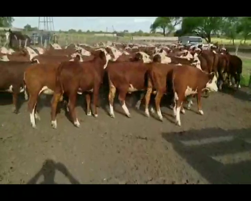 Lote 90 Terneros/as en Villaguay, Entre Ríos