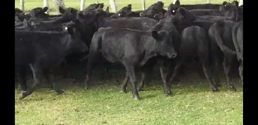 Lote 50 Terneros/as en Villaguay, Entre Ríos