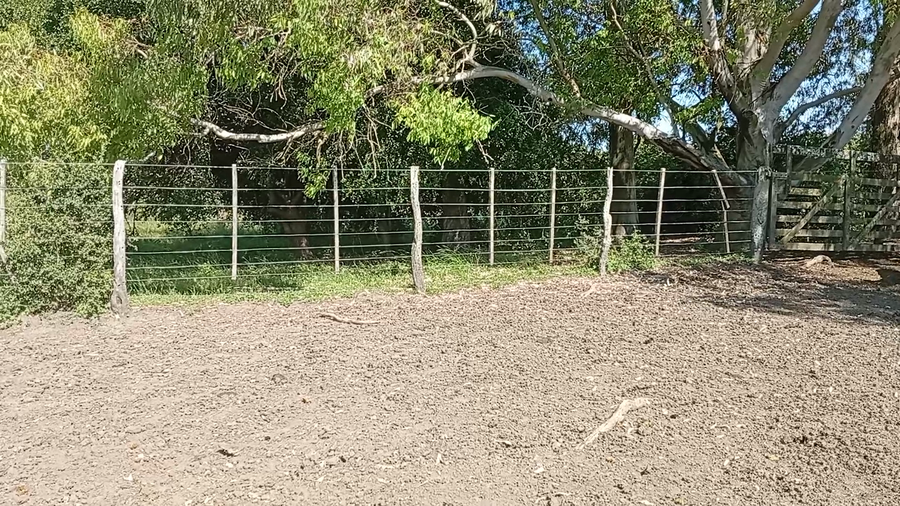 Lote 75 Terneros/as en Entre Ríos, Federal