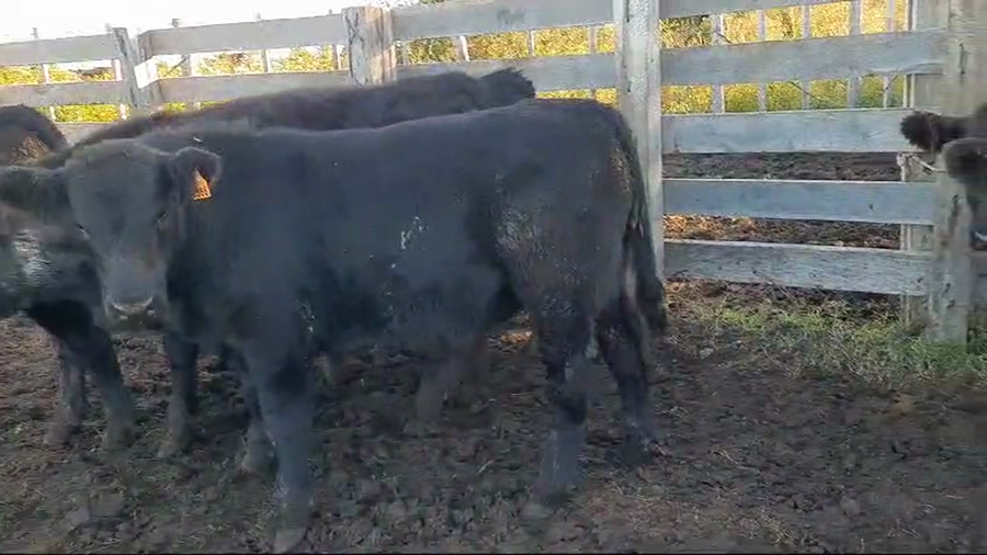 Lote 17 Terneros Angus Al Pie