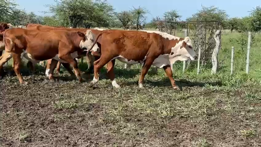 Lote 65 Novillos en Corrientes, Curuzú-Cuatiá