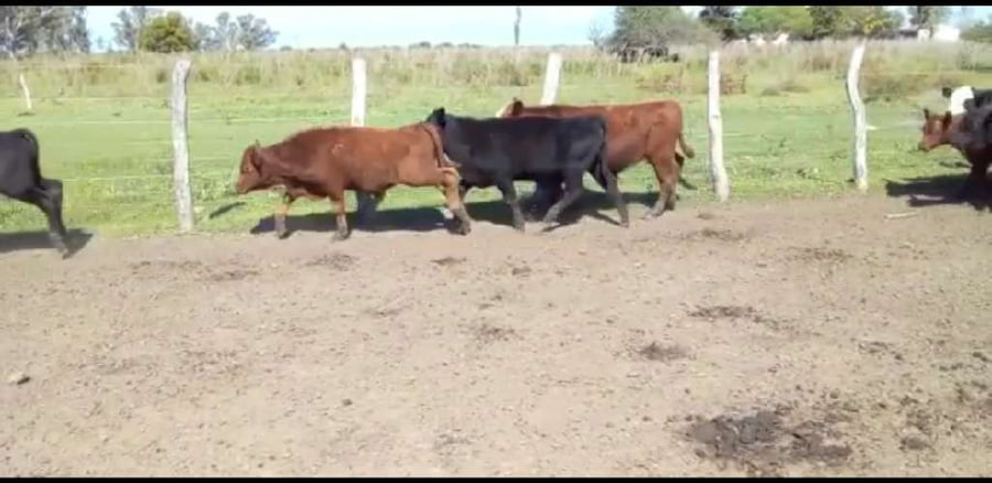 Lote 75 Terneros/as en Villaguay, Entre Ríos
