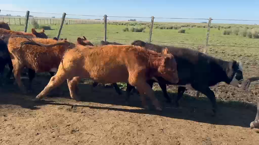 Lote 70 Terneras en Azul