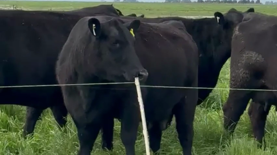 Lote Vacas Angus PC de Seg. Parto (negras)  "Cabaña El Rosario"