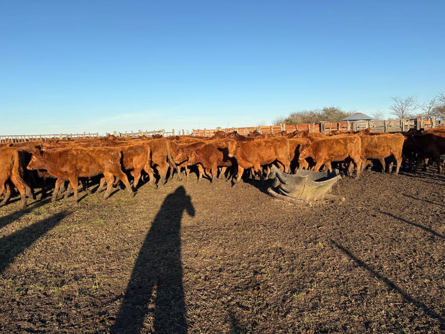 Lote 60 Terneras en Entre Ríos, Villaguay