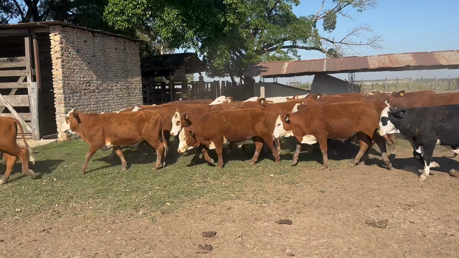Lote 100 Terneros en Corrientes, San Roque