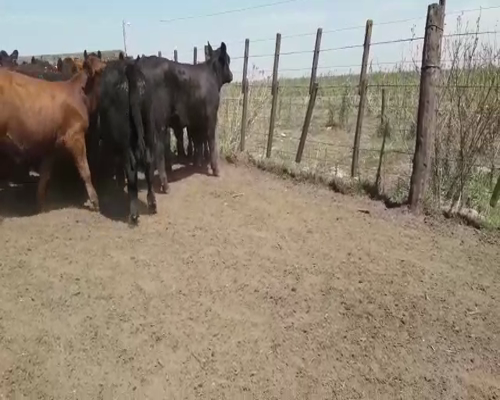 Lote 75 Terneros en Buenos Aires, Pehuajó