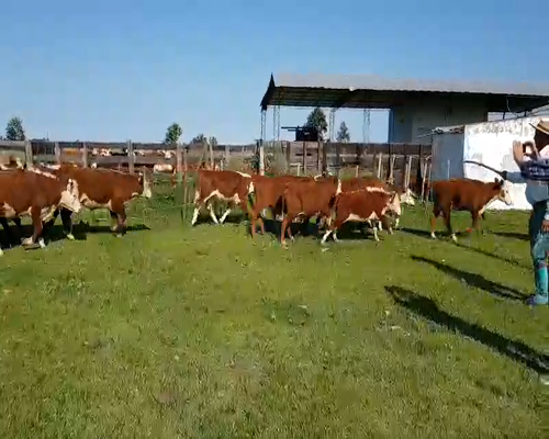 Lote 40 Novillitos en Esquina, Corrientes