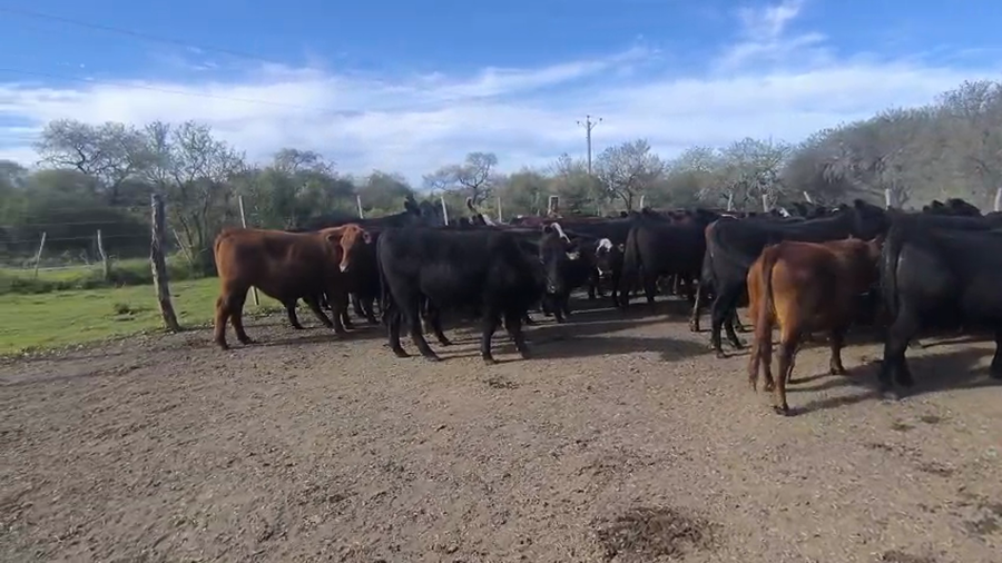 Lote 85 Novillos