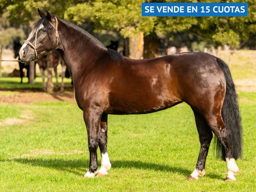 Lote CHALCHAL NUBE NEGRA