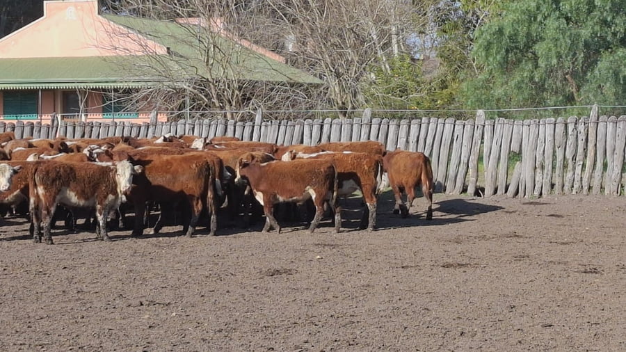 Lote 60 Terneros en Concordia - Entre Rios