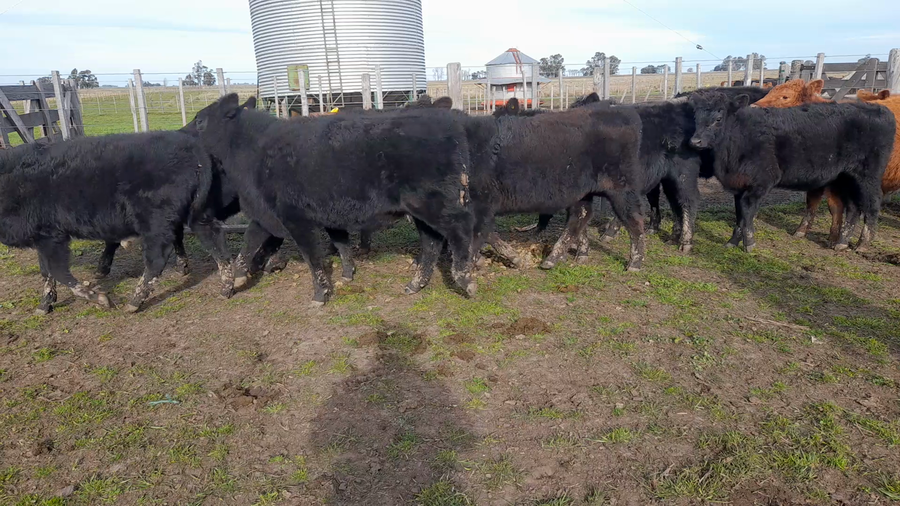 Lote 70 Terneros en Benito Juarez