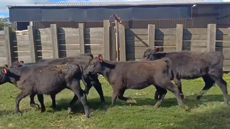Lote 7 Terneras ANGUS a remate en #44 Pantalla Carmelo 160kg -  en MAL ABRIGO