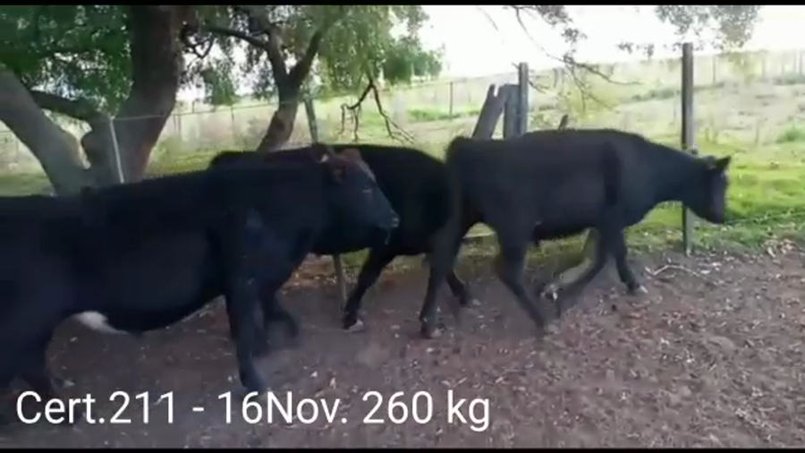 Lote NOVILLOS DE 1 A 2