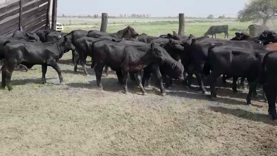 Lote 90 Terneros/as en Villa Ángela, Chaco