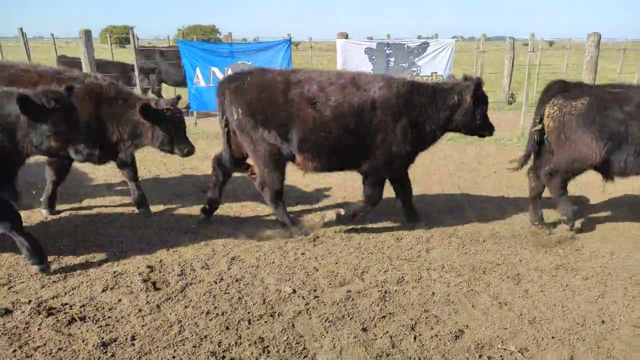 Lote 240 Terneros en Brandsen, Buenos Aires