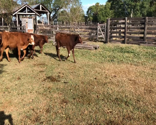 Lote 100 Terneros/as en Gran Guardia, Formosa
