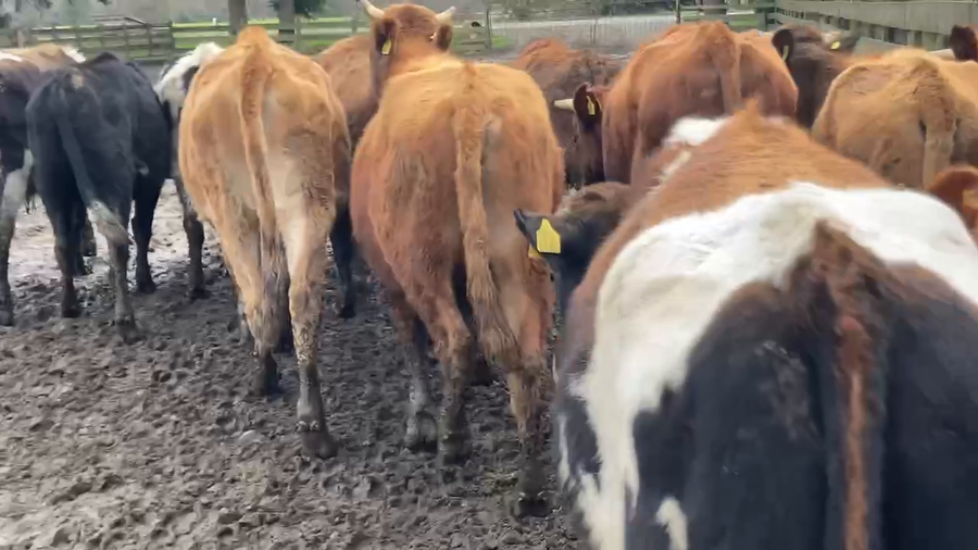 Lote 40 Novillo Engorda en Purranque, X Región Los Lagos