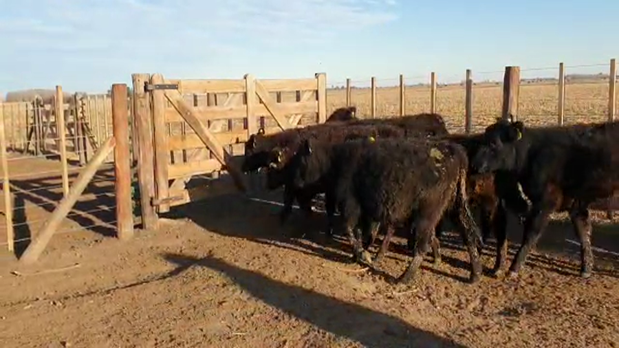 Lote 35 Terneros en Ayacucho, Buenos Aires