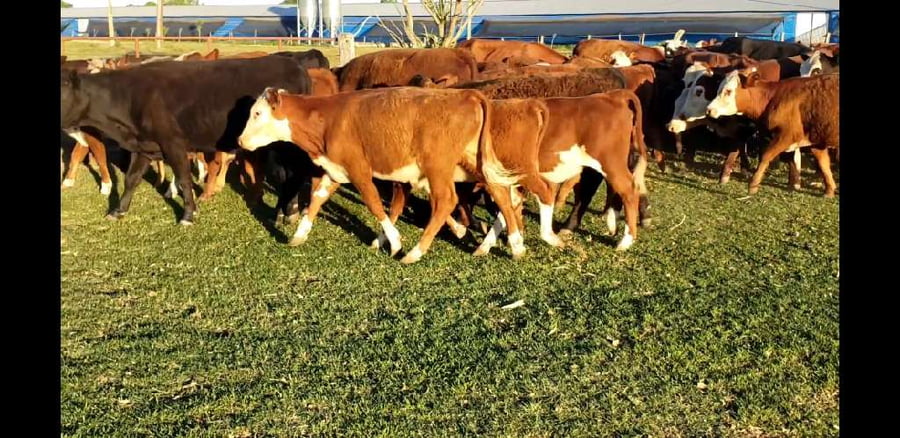 Lote 120 Terneros/as en Entre Ríos, Villaguay