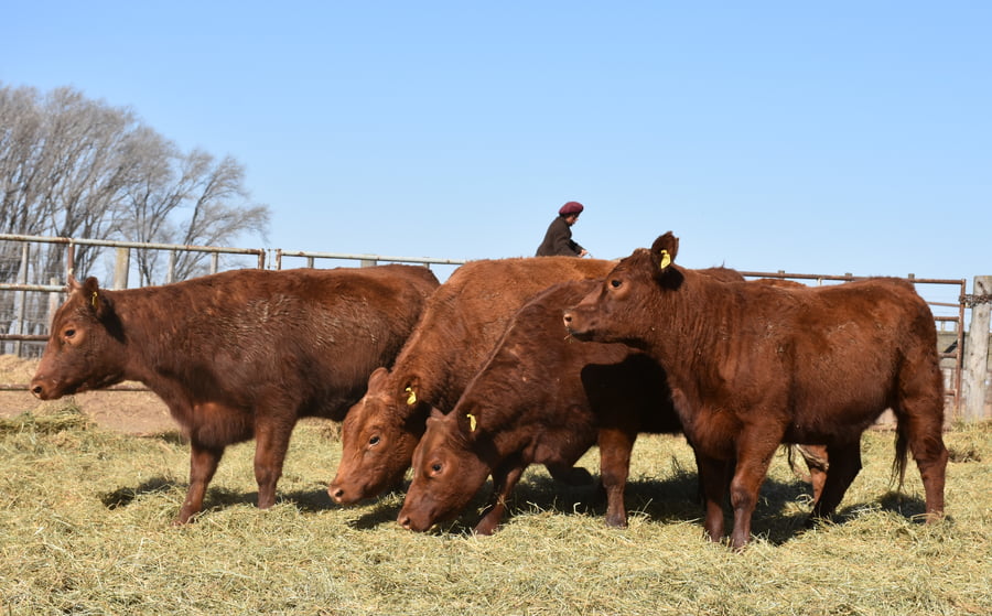 Lote VAQUILLONAS MAS CON GARANTÍA DE PREÑEZ (Corral 16)