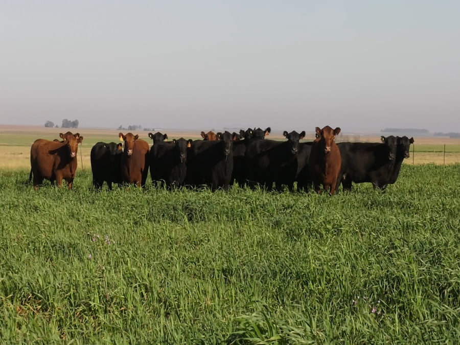 Lote VAQ. ANGUS NEGRAS  Y COLORADAS BASE C/GTÍA DE PREÑEZ