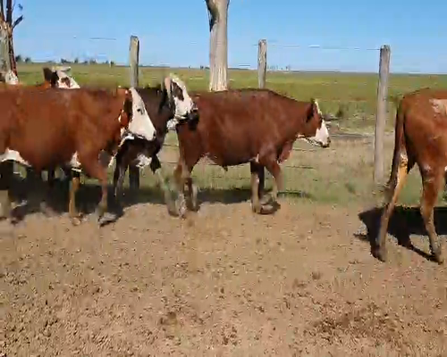 Lote 100 Novillos en Mercedes, Corrientes