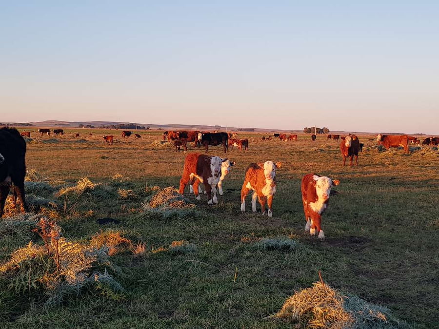 Lote 25 Vacas nuevas en Benito Juárez, Buenos Aires