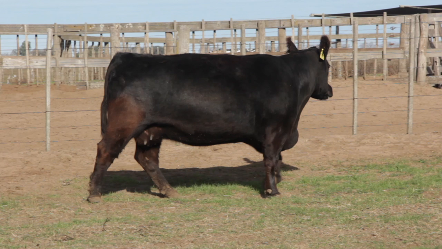 Lote VACAS PURAS DE PEDIGREE