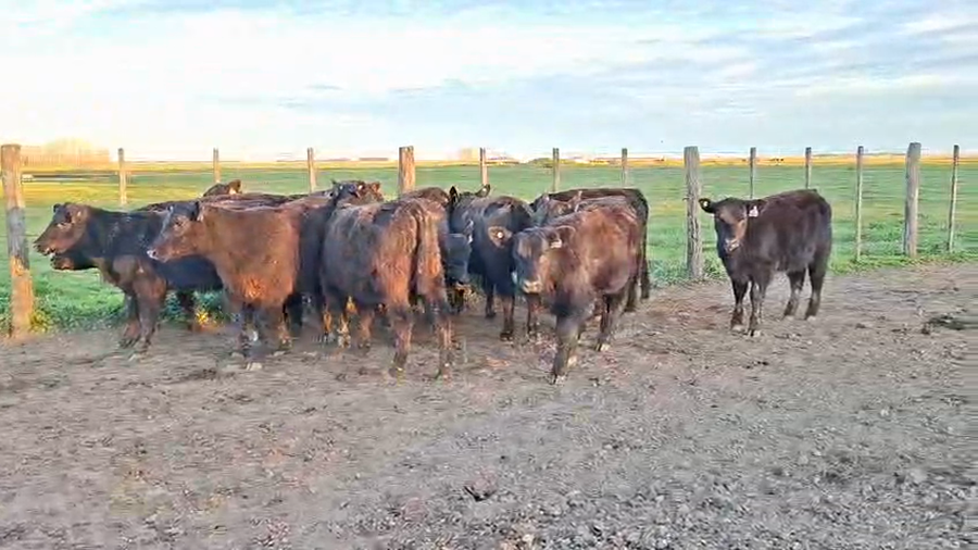 Lote TERNERAS CABAÑA ZELDUAR