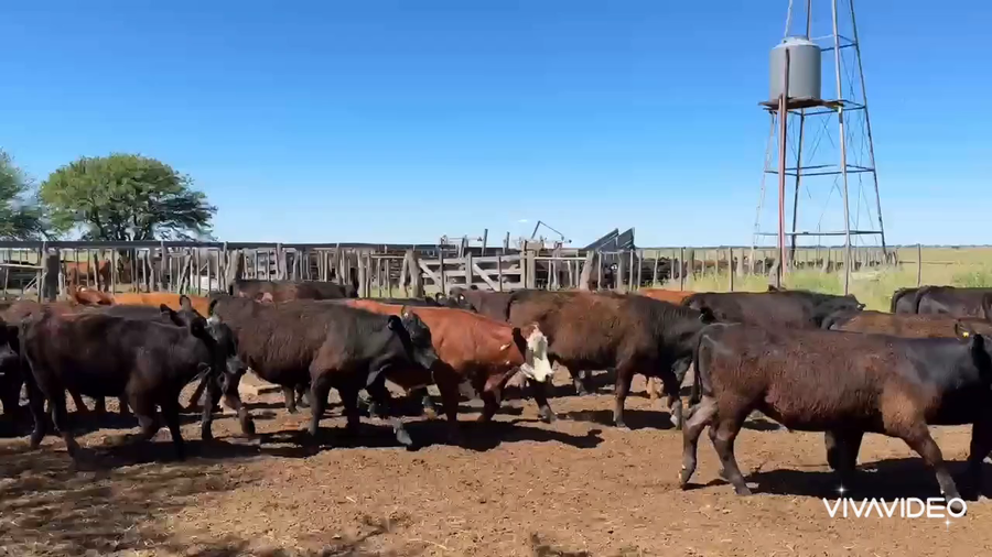 Lote 420 Novillitos