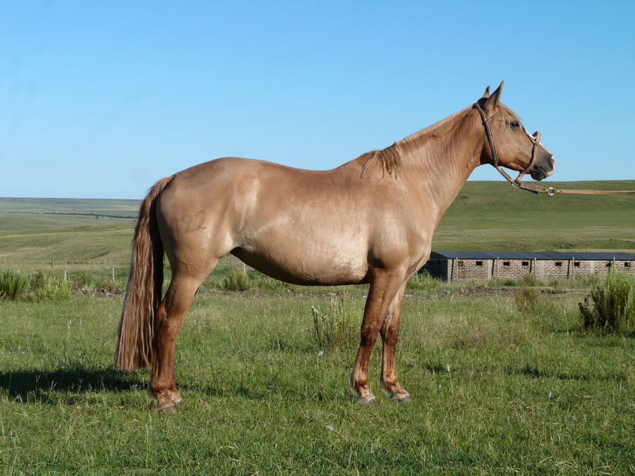 Lote Chirimoya del Cerro Grande