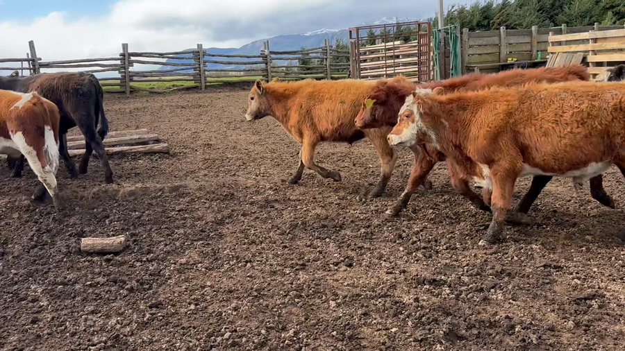 Lote 33 Ternero en Coyhaique, XI Región Aysén