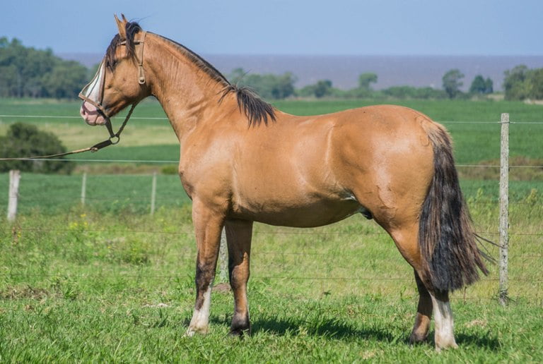 Lote ARRAYAN TROPILLA 1800