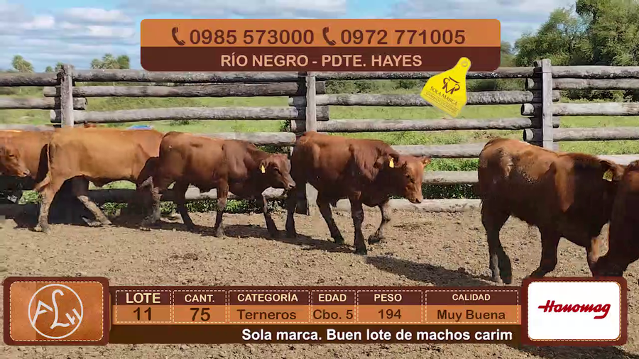 Lote Lote 11